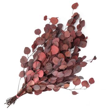 Eucalyptus 'Silver Dollar' Red