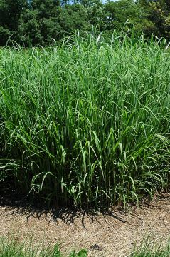 Miscanthus, Silver Grass 'Silver Feather'