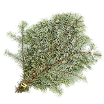 Fir 'Silver Fir'