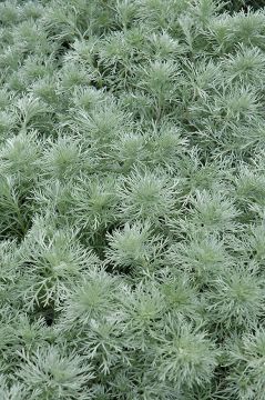 Artemisia, Wormwood 'Silver Mound'