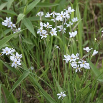 Sisyrinchium, Prairie Blue-eyed Grass, 6 pack