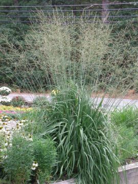 Molinia, Moor Grass 'Skyracer'