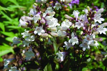 Penstemon, Smooth Penstemon 'Minnesota Native'