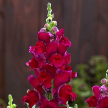 Antirrhinum, Snapdragon Candy Tops 'Red'