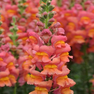 Antirrhinum, Snapdragon Dwarf 'Orange'