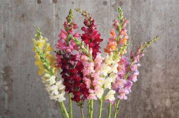 Antirrhinum, Snapdragon Rocket Mix