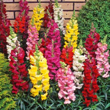 Antirrhinum, Snapdragon Liberty Classic™ Mix