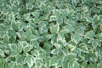 Aegopodium, Snow on the Mountain 'Variegated'