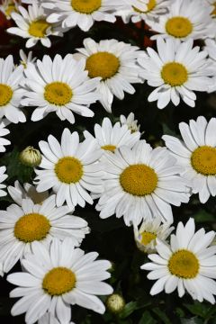 Leucanthemum, Shasta Daisy 'Snowcap'