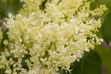 Syringa, Japanese Lilac Tree 'First Editions® Snowdance™'