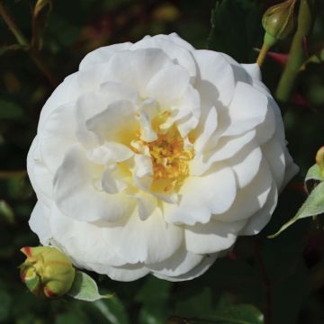 Rosa, Shrub Rose 'Easy Elegance® Snowdrift'