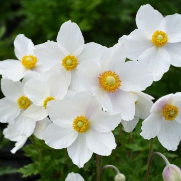 Anemone, Snowdrop Anemone