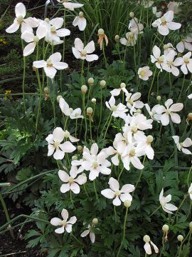 Anemone, Snowdrop Anemone