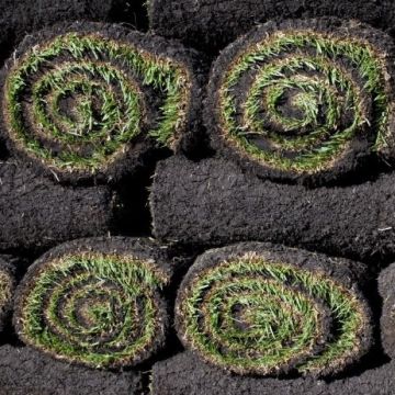 Sun-Loving Sod Rolls - by the roll