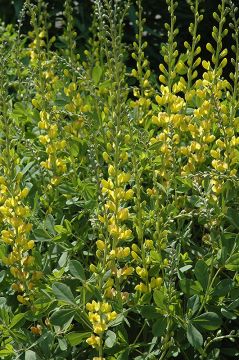 Baptisia, Hybrid False Indigo 'Solar Flare Prairieblues™'