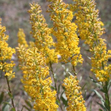 Solidago, Showy Goldenrod, 6 pack