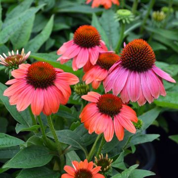 Echinacea, Coneflower 'Sombrero® Hot Coral'