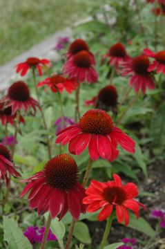 Echinacea, Coneflower 'Sombrero® Baja Burgundy'