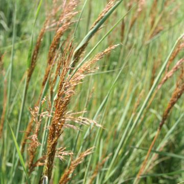 Sorghastrum, Indian Grass, 6 pack