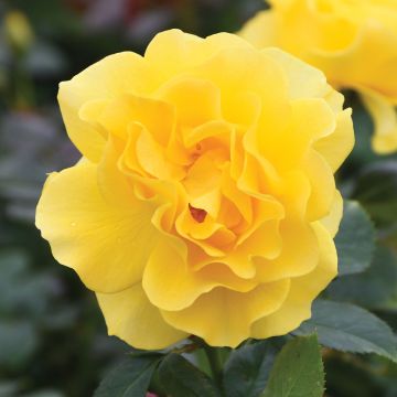 Rosa, Floribunda Rose 'Sparkle & Shine™'