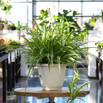 Chlorophytum Comosum, Spider Plant 'Variegatum'