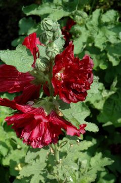 Alcea, Compact Hollyhock 'Spring Celebrities™ Crimson'