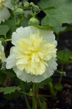 Alcea, Compact Hollyhock 'Spring Celebrities™ Lemon'