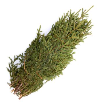 Spruce Tips Bundle of 10