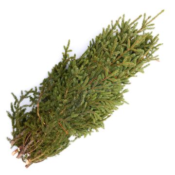 Spruce Tips for Window Box, Bundle of 5