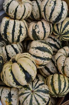 Cucurbita, Winter Squash 'Sweet Dumplin’