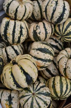 Squash (Winter), Sweet Dumplin’