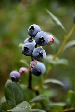 Vaccinium, Half-High Blueberry 'St. Cloud'