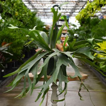 Platycerium Bifurcatum, Staghorn Fern 'Netherlands'
