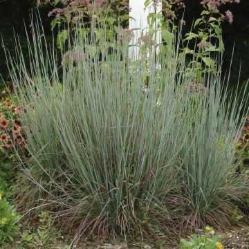 Schizachyrium, Little Bluestem 'Standing Ovation'