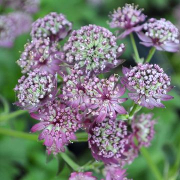 Astrantia, Masterwort, 'Star of Beauty'