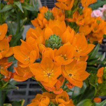 Ornithogalum 'Star of Bethlehem'