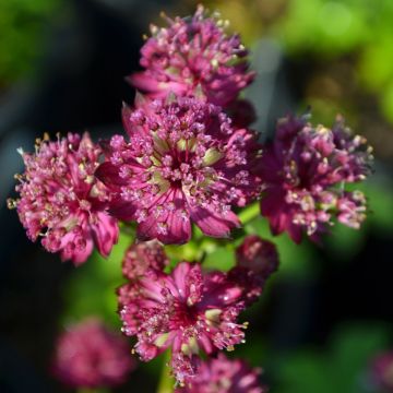 Astrantia, Masterwort 'Star of Fire'