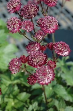 Astrantia, Masterwort 'Star of Fire'