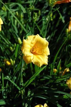 Hemerocallis, Yellow Daylily 'Stella d' Oro'