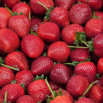 Fragaria, Strawberry 'Delizz®'