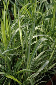 Phalaris, Ribbon Grass 'Strawberries and Cream'