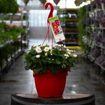 10"" Hanging Basket 