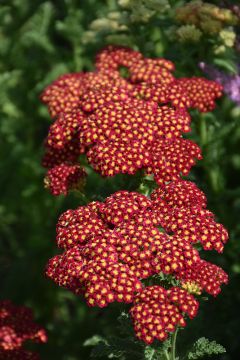 Achillea, Common Yarrow 'Strawberry Seduction'