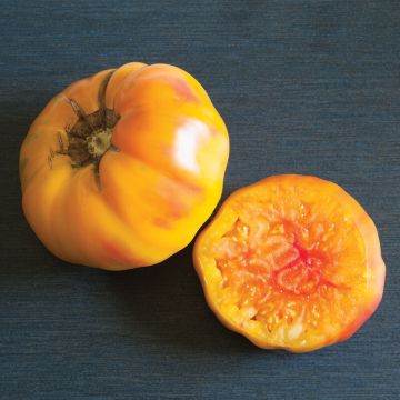 Solanum, Tomato Pole 'Striped German'