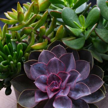Succulent Bowls 'Gerten Grown'