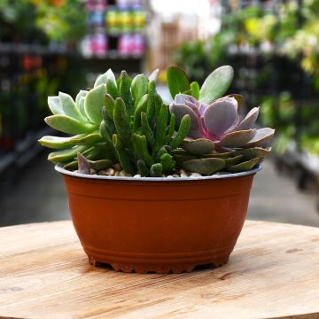 8"" Bowl
