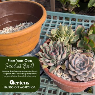 Succulent Planting Bar Workshop | Saturday, October 4th