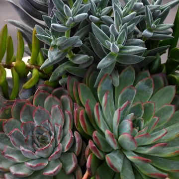 Succulents in Decorative Bowl 'Gerten Grown'