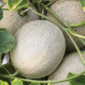 Cucumis, Cantaloupe 'Sugar Cube'