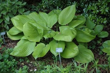 Hosta, Lime Leaf 'Sum & Substance'